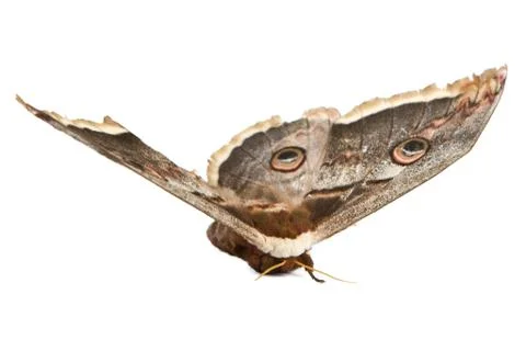 Giant silk moth butterfly Stock Photos