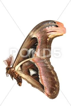 Giant silkworm moth attacus atlas Stock Photos