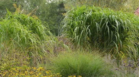 Giant silver grass (Miscanthus x giganteus) Video stock 18007766