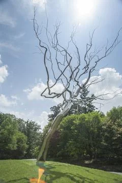Giant Silver Tree Stock Photos