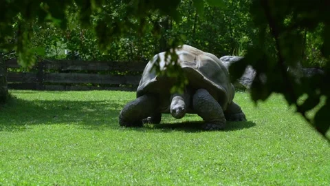 Giant single turtle pasturing on field with green young grass Stock Footage 235534990