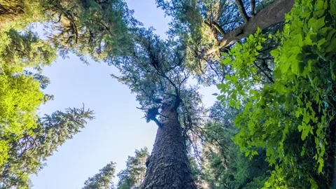 Giant Sitka Spruce Trees in Old Growth Forest on Oregon Coast Trail Stock Footage 326716295