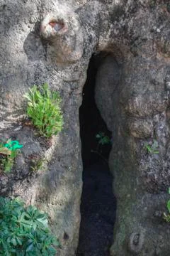 A Giant Slit in Old Tree Stock-Fotos