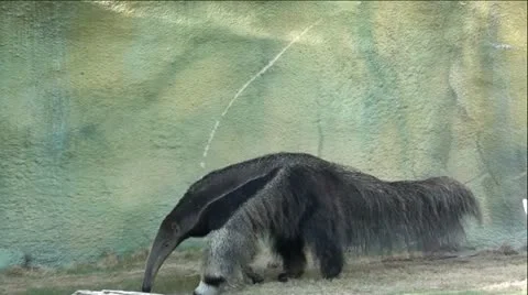 Giant Sloth Anteater Stock Footage 12045232