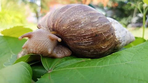 The giant snail akhatin sits on a green leaf and eats it. flora and fauna Stock Photos