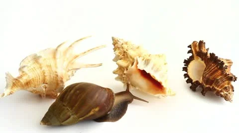 Giant snail and shells Stock Footage 11046499