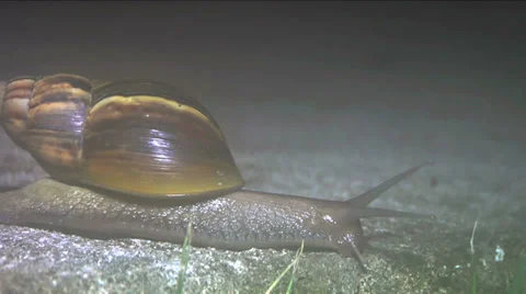 Giant Snail Close Up (found in Bora Bora) Stock Footage 33735735