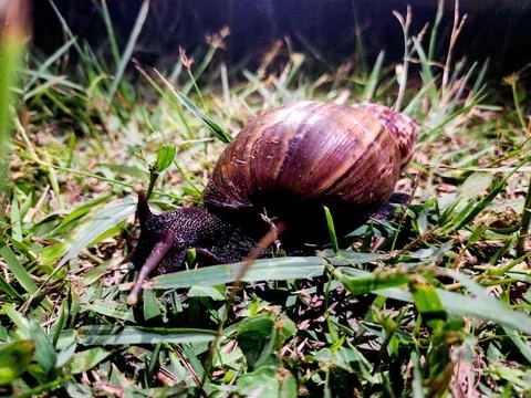 A giant snail crawling on the grass Stock Photos
