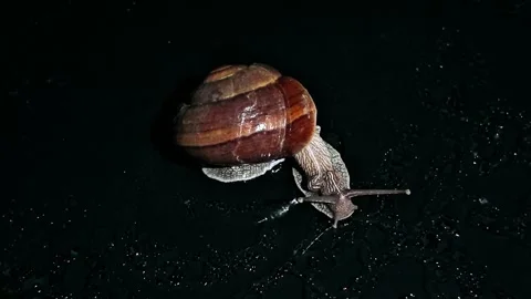 Giant Snail Crawling in Guangxi Forest 4K Video Video stock 319422828