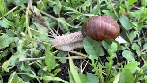 Giant Snail Crawling Through Green Grass Close-Up Vídeos de archivo 337351001