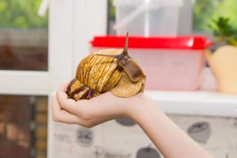 Giant snail Stock Photos