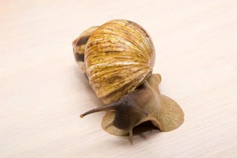 Giant snail Stock Photos