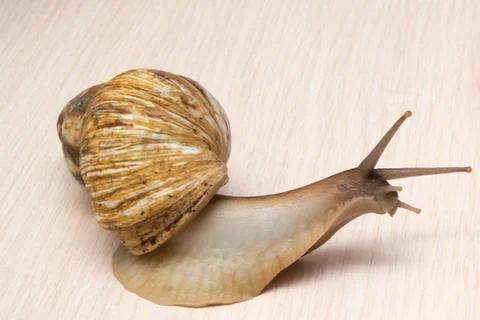Giant snail Stock Photos