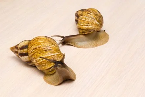 Giant snails Stock Photos