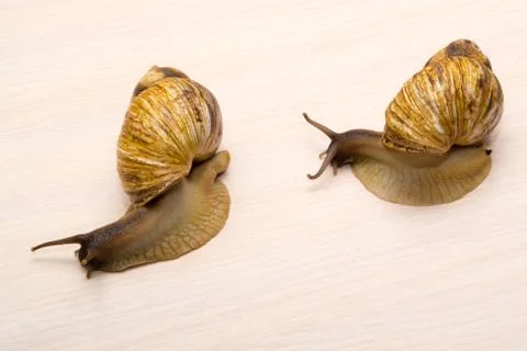 Giant snails Stock Photos