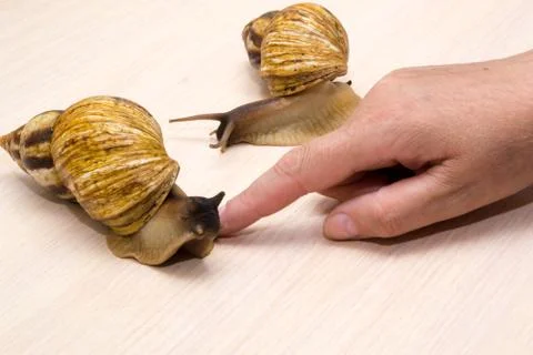 Giant snails Stock Photos