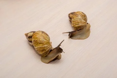 Giant snails Stock Photos