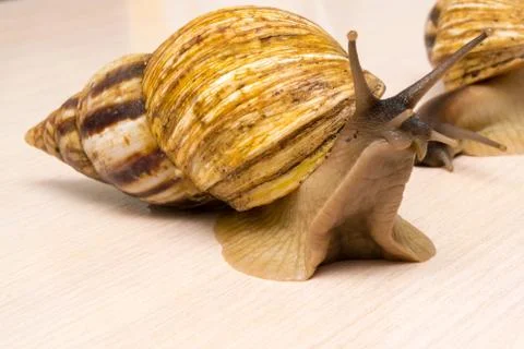 Giant snails Stock Photos