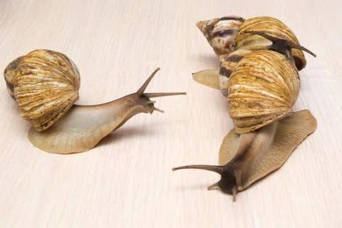 Giant snails Stock Photos