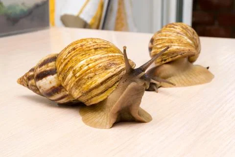 Giant snails Stock Photos