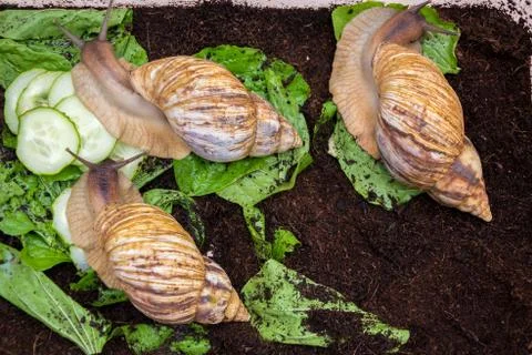 Giant snails Stock Photos