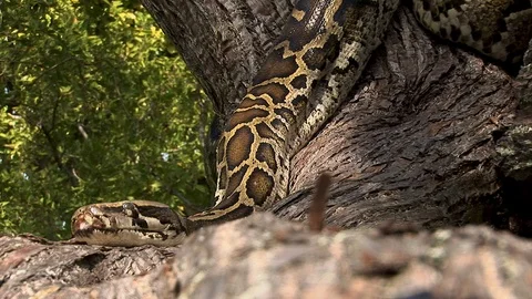 A giant snake lies motionless in a tree waiting for prey to come near so Stock Footage 121581990
