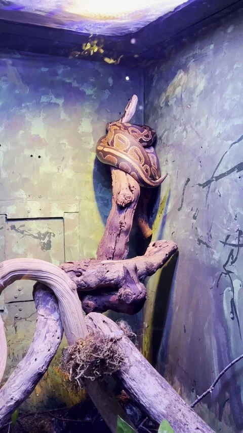 Giant snake resting on top of a tree branch inside a zoo or terrarium Stock Footage 277721247