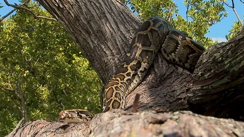 A giant snake rests its head high up in a tree branch during the mid-day Stock Footage 123902814