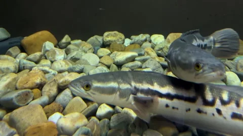 Giant Snakehead (Channa micropeltes) Fish Swimming in Aquarium Tank Stock Footage 337222753