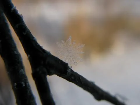 Giant snowflake on a tree branch Stock Photos