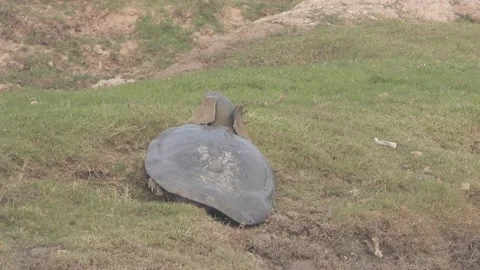 Giant Soft shell Turtle Stock Footage 154235415