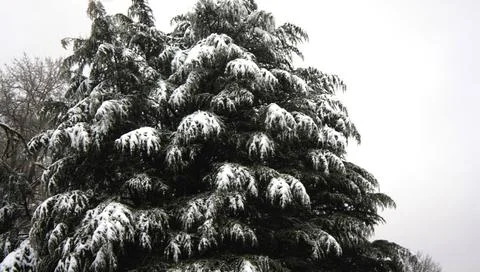 Giant sonw covered pine tree. Stock Photos