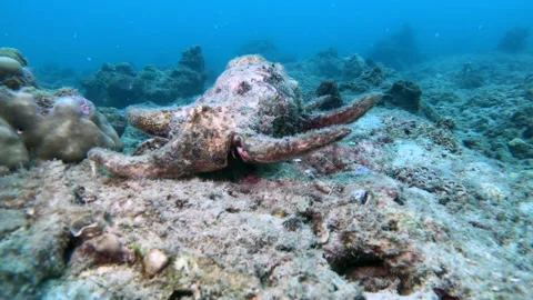 Giant Spider Conch Stock Footage 139733970