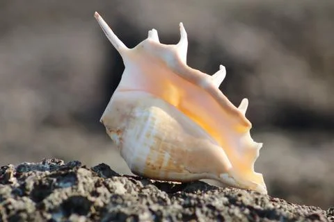 Giant Spider Conch On The Stone Stock Photos