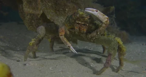 Giant Spider Crab, Claws Touch The Head, 8k 動画素材 331849259