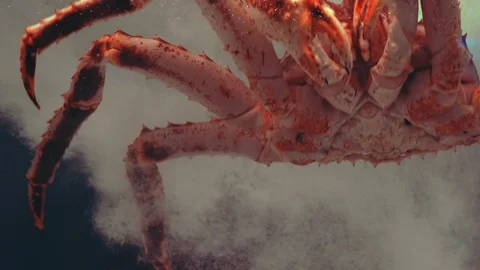 Giant Spider Crab Stock Footage Royalty Free Stock Videos Pond5