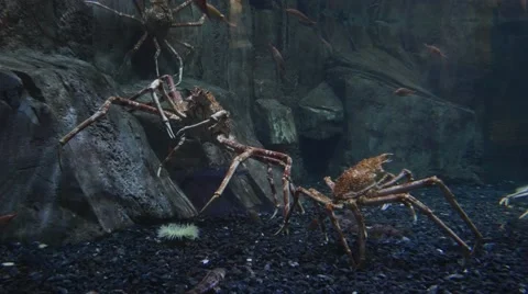 Giant spider crabs Video stock 62811878