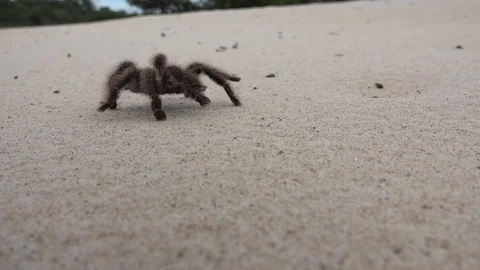 Giant Spider Crawling Quickly on a Sandy Beach HD Video Stock Footage 91221780