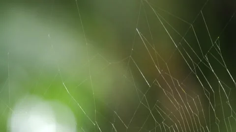 Giant Spider Stock Footage 56190121