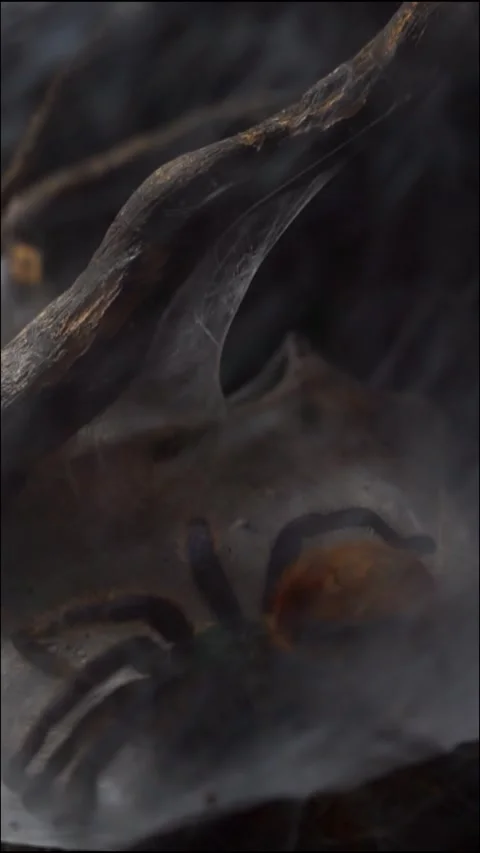 Giant spider Stock Footage 317998752