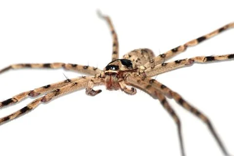 Giant spider Stock-Fotos