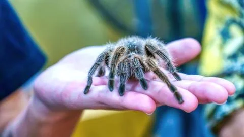 Giant spider Stock Photos