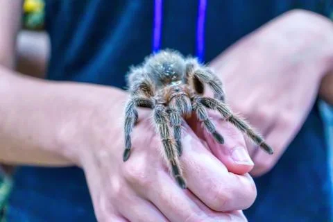 Giant spider Stock Photos
