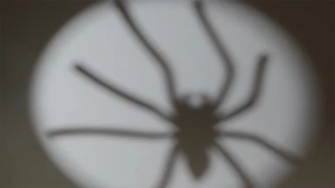 Giant spider shadow moving into white spotlight on straw Stock-Footage 342520482