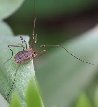 A giant spider on a stem. Stock Photos
