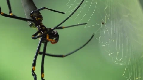 Giant Spider Web Closeup. Stock Footage 307264575