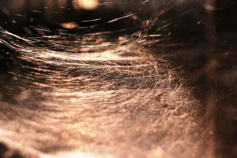 Giant spider web  Stock Photos