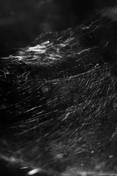 Giant spider web  Foto stock