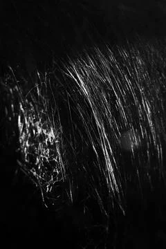 Giant spider web  Stock Photos