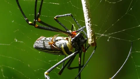 Giant Spider Web Trap Insect. 스톡 동영상 307264410